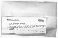 Pisolithus arenarius image